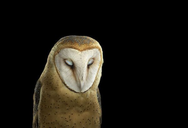 Owls by Brad Wilson