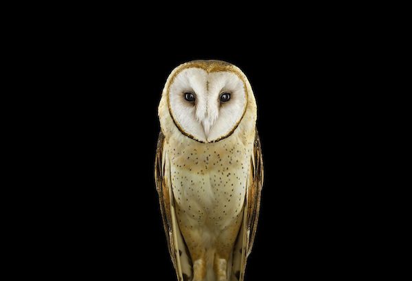 Owls by Brad Wilson