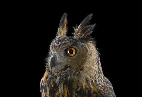 Owls by Brad Wilson