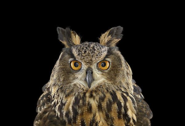 Owls by Brad Wilson