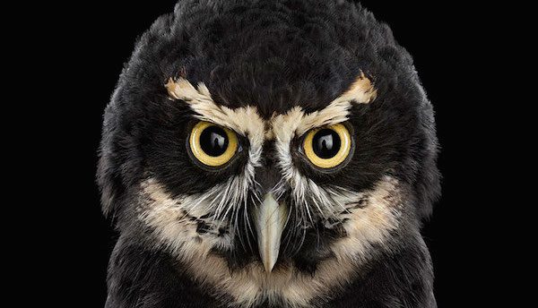 The Mysterious Beauty Of Owls Revealed in These Stunning Photographs