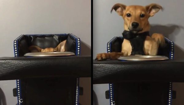 puppy plays peekaboo in highchair