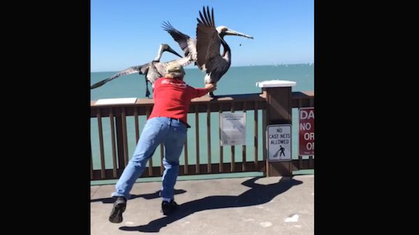 man saves pelican