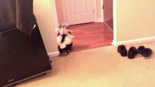 fiora the pet skunk