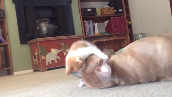 kitten plays with pit bull