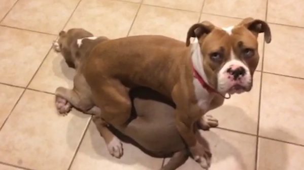 10 reasons why pit bulls are the best