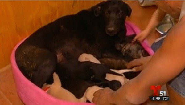 puppies-forest-fire-1