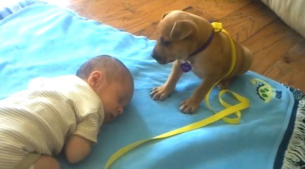puppy falls asleep on baby