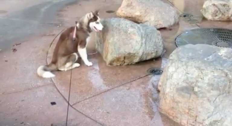 Husky Puppy Takes A Break While Playing At A Water Fountain And Gets Surprise Of His Life
