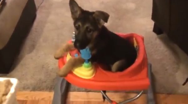 puppy Scout with megaesophagus