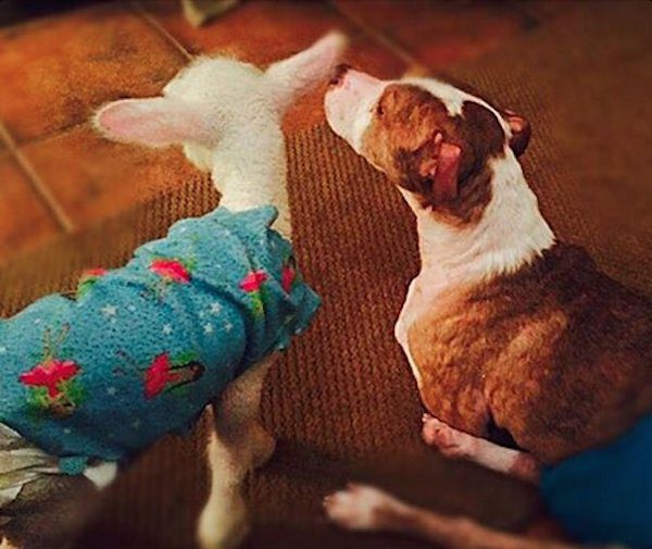 rudy-in-foster-care