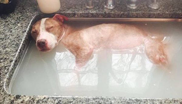Как выглядит собака которая умирает Horribly Abused Dog Deserves Every Second Of His Healing Bath