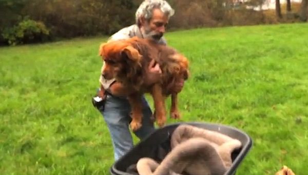 Man Gives Severely Abused Senior Dogs A Loving Home For Their Remaining Days