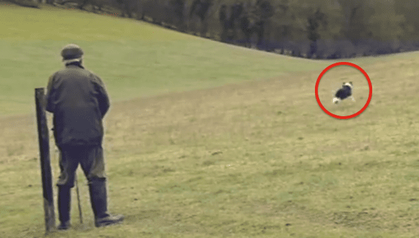 Sheep dog rounds up mates for st. patricks day