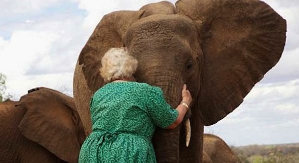 Orphaned Elephants Always Line Up To Hug Woman Who Saved Their Lives