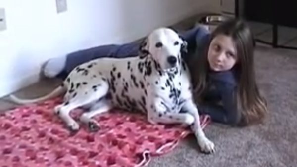 Dalmatian smiles