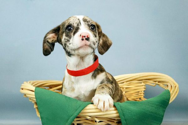 snuggle-delivery-humane-society-broward-county-1
