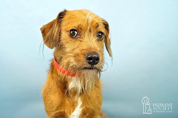 snuggle-delivery-humane-society-broward-county-2
