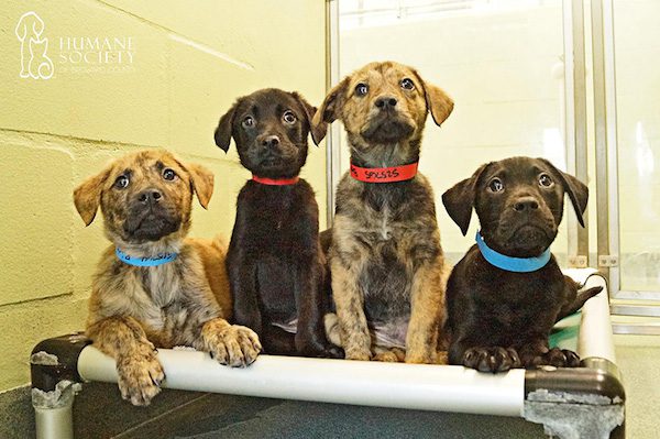 snuggle-delivery-humane-society-broward-county-3