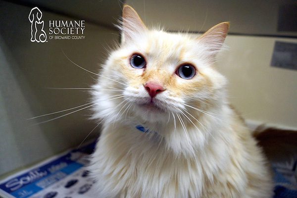 snuggle-delivery-humane-society-broward-county-4