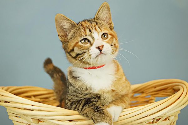 snuggle-delivery-humane-society-broward-county-6