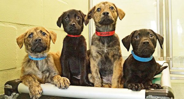 Snuggle delivery from animal shelter