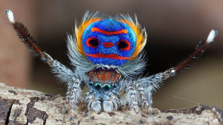 Tiny Dancing Spiders Are Mesmerizing To Watch