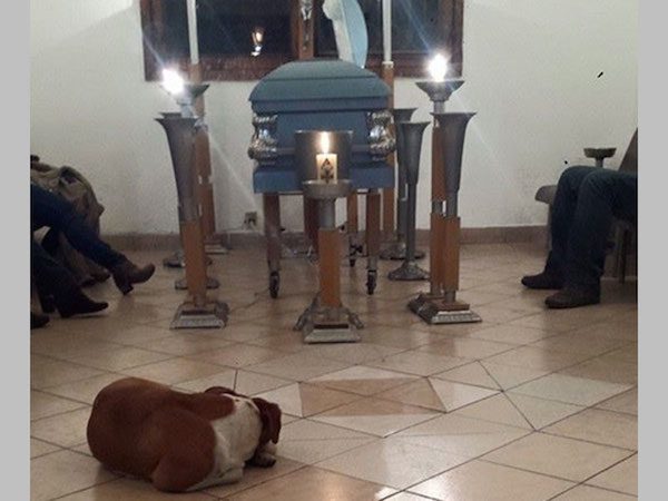 stray-dogs-at-funeral-2