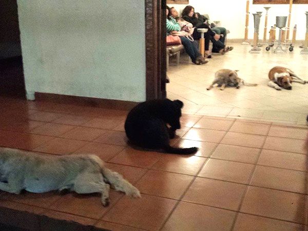 stray-dogs-at-funeral