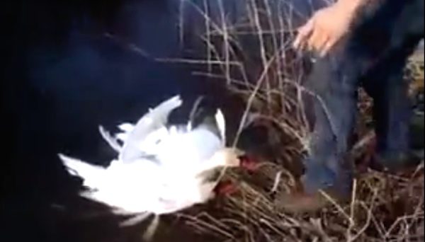 tangled swans ask for help