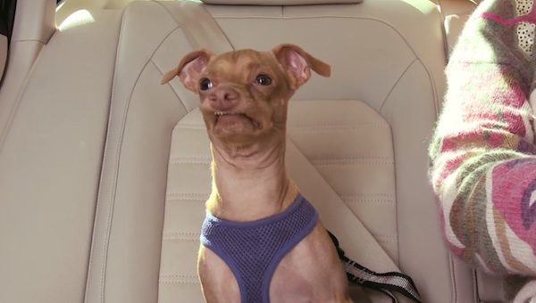 Tuna the dog in car commercial
