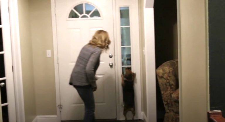 Dog Has Emotional Reaction To Hes Human’s Return After 2 Years Apart