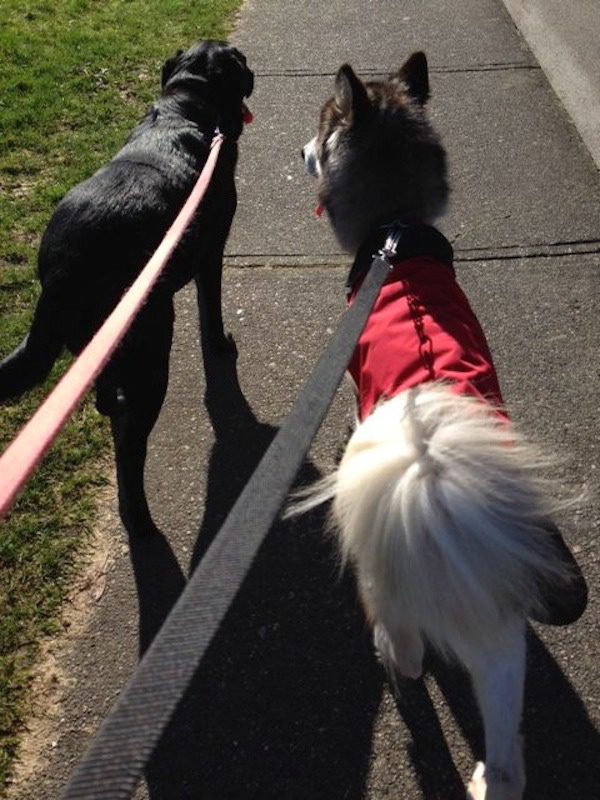 willow-husky-foster-1