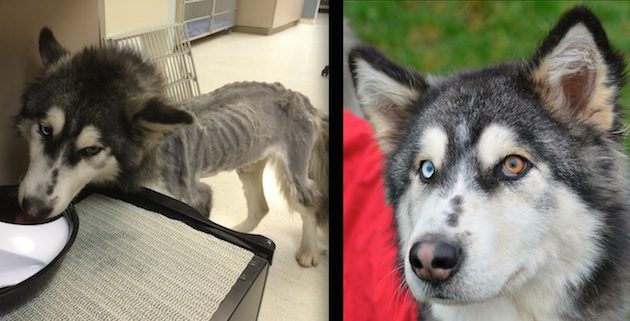 Willow the husky rescue