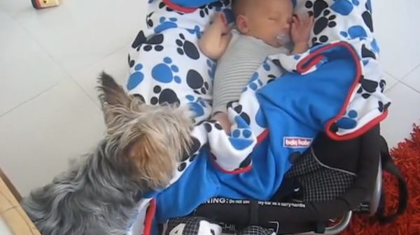 Yorkie tucks in baby