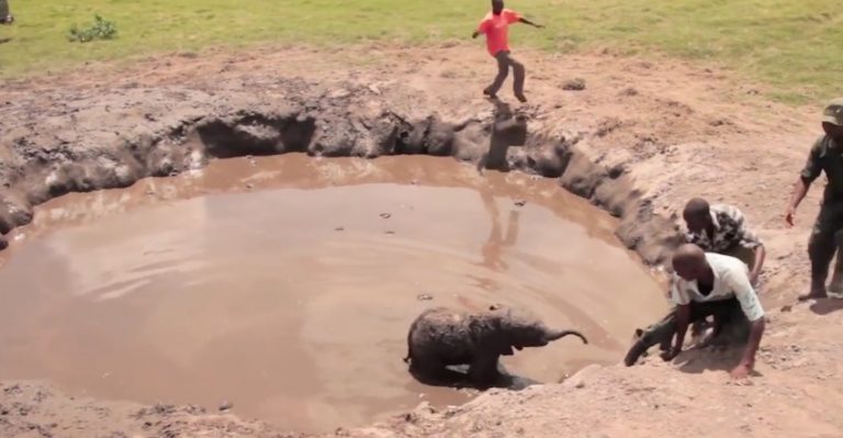 baby elephant reunites with mom
