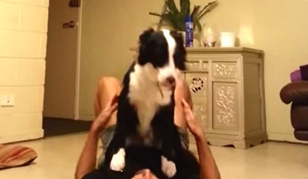 Two Dogs Perform Amazing Balancing Act