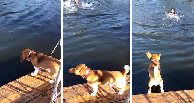 Beagle Jumps Into The Water To Rescue Girl From Drowning