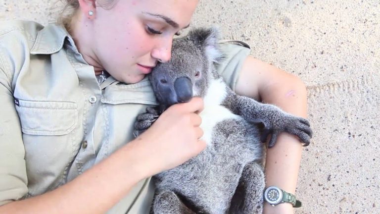Baby Koala Runs Over To His Favorite Person For Belly Tickles