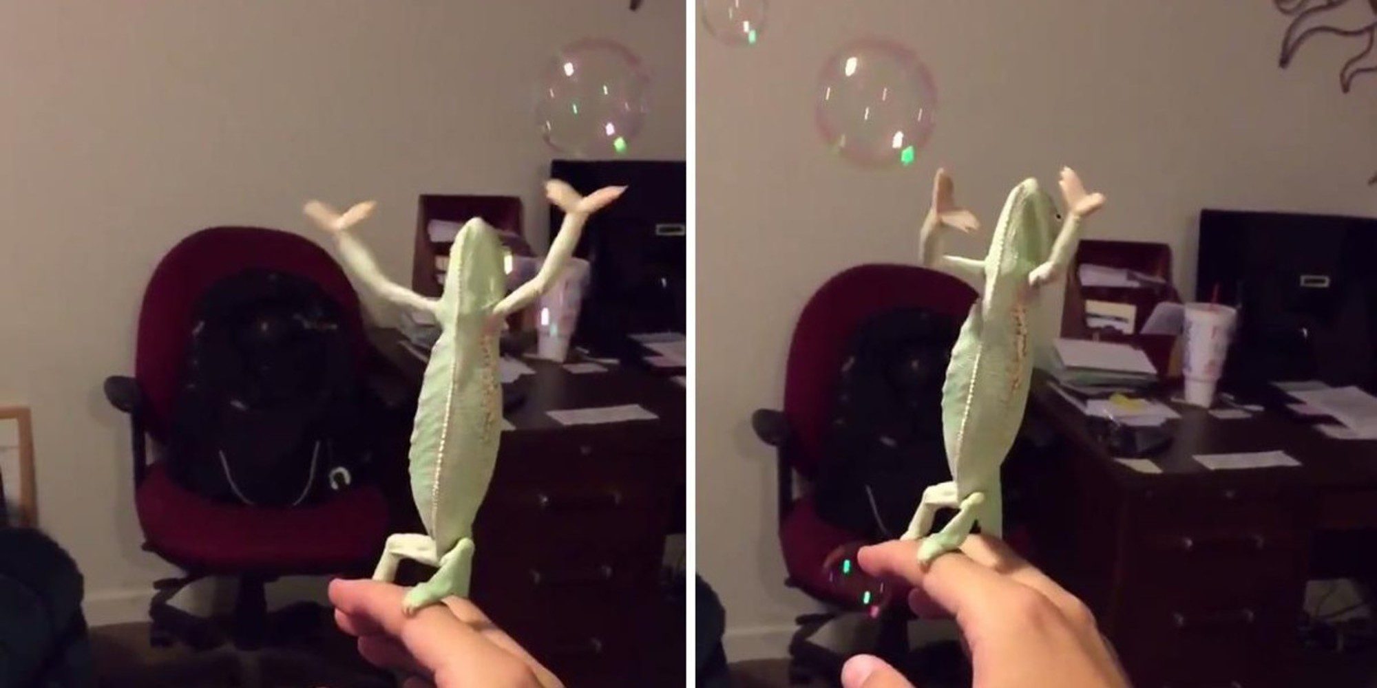 Chameleon Discovers The Joys Of Popping Bubbles