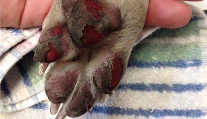 East Bay SPCA veterinary surgeon