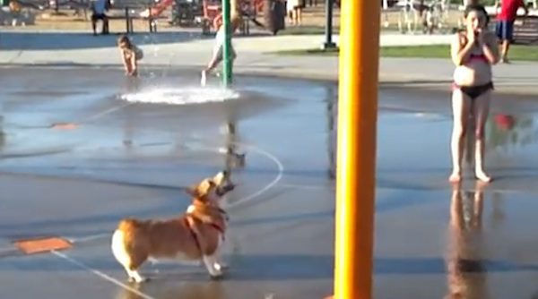 corgi in waterpark