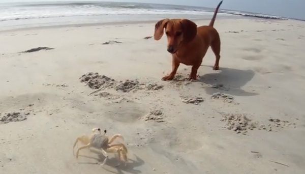 Adorable Dachshund Puppy Discovers A Crab At The Beach