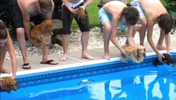 dachshunds race in pool