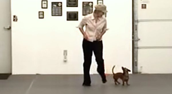 Dachshund freestyle dancing