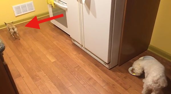 dog hates eating alone