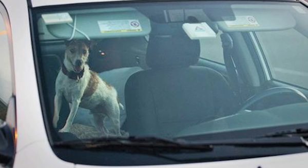 dog in car