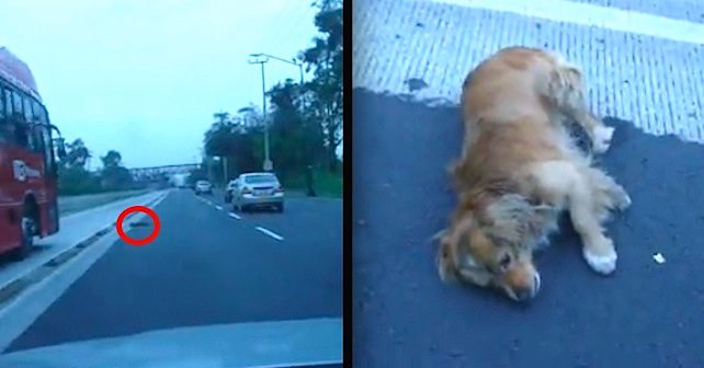 Good Samaritan Risks His Safety To Rescue Injured Dog Lying On Busy Road