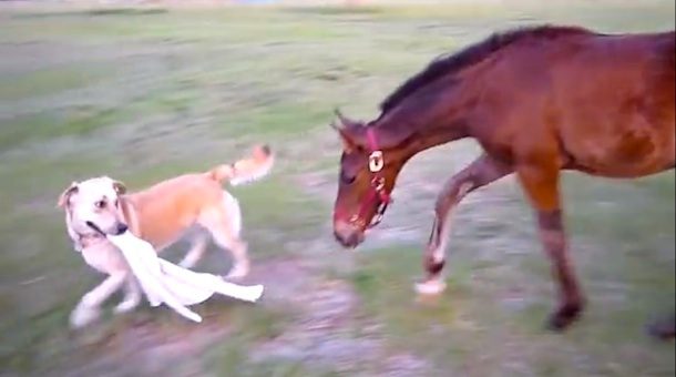 dog plays tag with foal