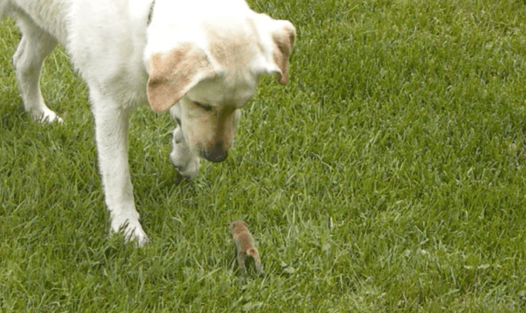 Orphaned Baby Squirrel Loves Playing With Gentle Dog